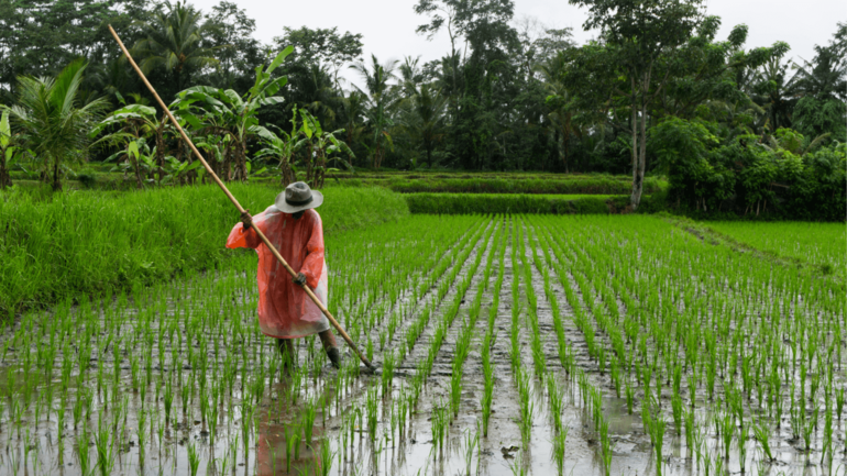 新报告列出了实现可持续水稻生产的路线图  